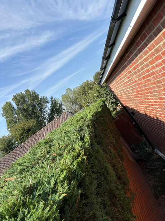 The Importance of Professional Tree Surgery: Ensuring the Health and Safety of Your Trees